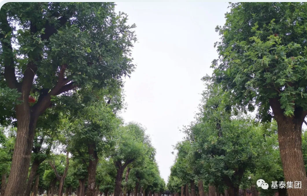 【基泰 樹·說】基泰槐園盡顯豪邁