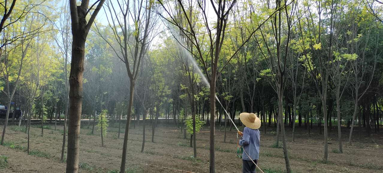 防治美國白蛾！